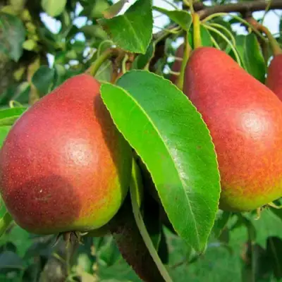 Груша ГЕРА в Бобруйске