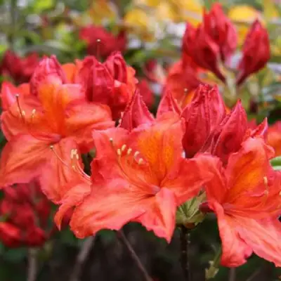 Азалия ЛИЛИНШТЕЙН японская в Бобруйске