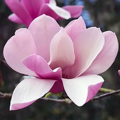 Магнолия РИККИ в Бобруйске