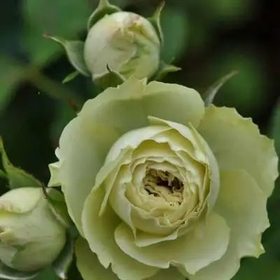 Роза ГРИН ДАЙМОНД миниатюрная в Бобруйске