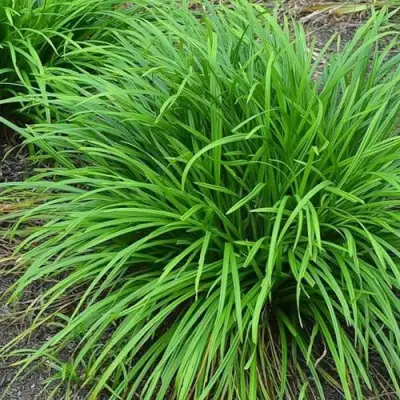 Осока АЙРИШ ГРИН в Бобруйске