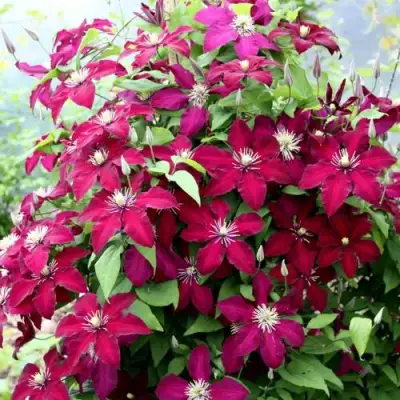 Клематис МАЗОВШЕ в Бобруйске