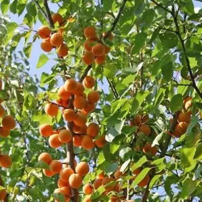 Абрикос ОРЛОВЧАНИН  в Бобруйске