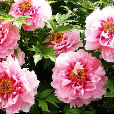 Пион СЕРЕБРИСТЫЙ РУЧЕЙ древовидный в Бобруйске