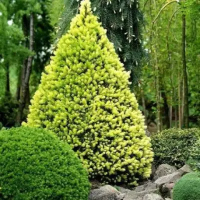 Ель РЕЙНБОУЗ ЭНД сизая в Бобруйске