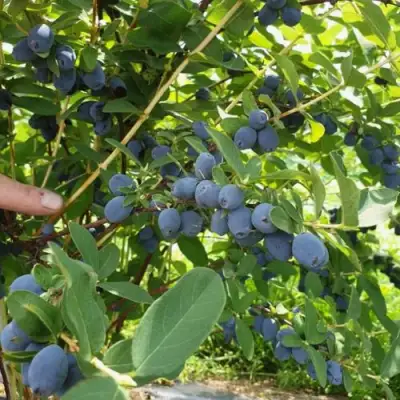 Жимолость съедобная КЛУБНИЧНАЯ СЕНСАЦИЯ в Бобруйске