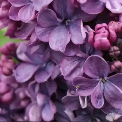 Сирень ВИОЛЕТТА в Бобруйске