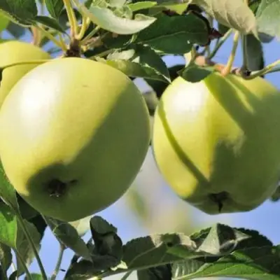 Яблоня САХАРНАЯ в Бобруйске