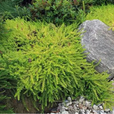 Водяника БЕРНШТЕЙН черная в Бобруйске