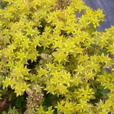 Очиток (седум) ИММЕРГРЮНХЕН в Бобруйске