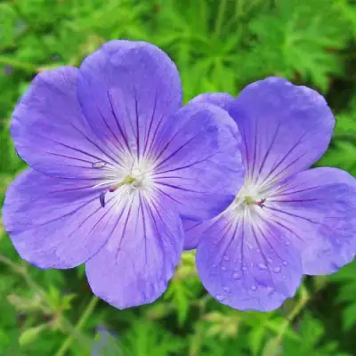 Герань БРУКСАЙД гибридная в Бобруйске