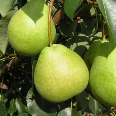 Груша ЛАГОДНАЯ в Бобруйске