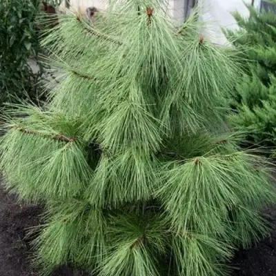 Сосна желтая  в Бобруйске