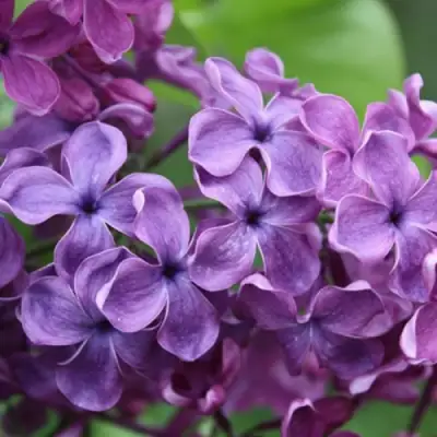 Сирень СУМЕРКИ в Бобруйске