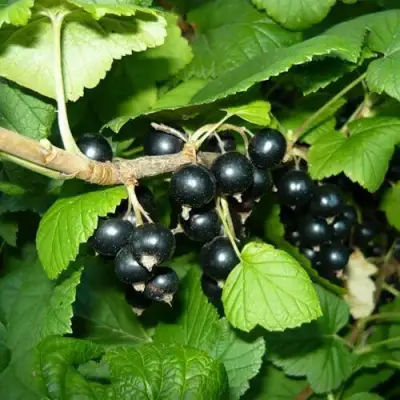 Смородина черная БАГИРА в Бобруйске