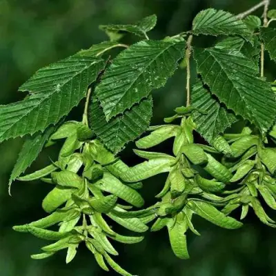 Граб  в Бобруйске