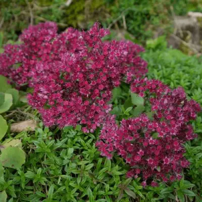 Очиток (седум) РУБИ ГЛОУ скальный в Бобруйске