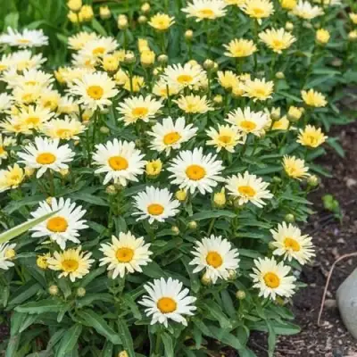 Нивяник БРОДВЕЙ ЛАЙТС великолепный в Бобруйске