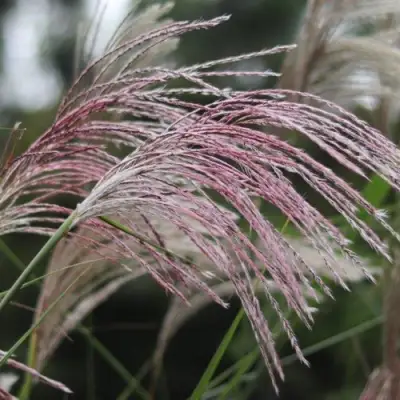 Мискантус МАЛЕПАРТУС китайский  в Бобруйске