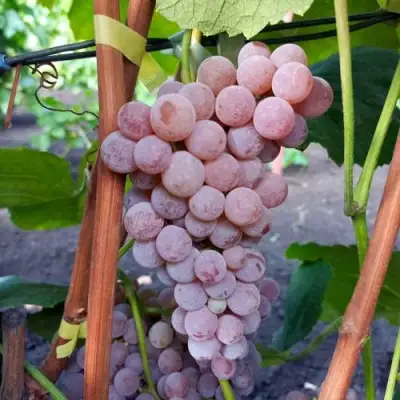 Виноград РИЛАЙНС ПИНК СИДЛИС в Бобруйске