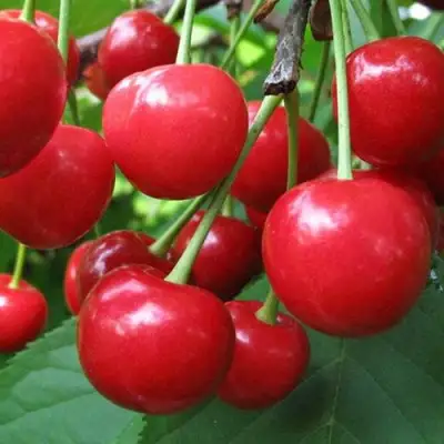 Дюк ПРЕВОСХОДНАЯ ВЕНЬЯМИНОВА в Бобруйске