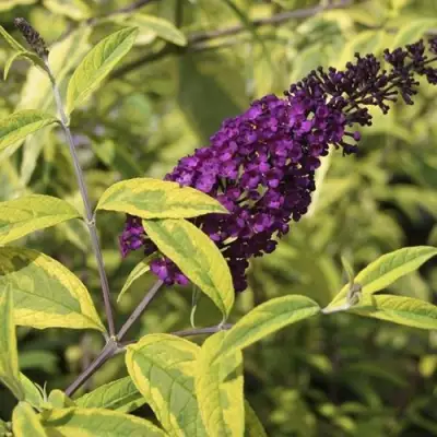 Буддлея давида САНТАНА  в Бобруйске