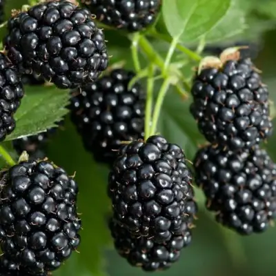 Ежевика ЧЕРНАЯ МАГИЯ ремонтантная  в Бобруйске