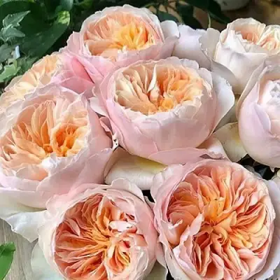 Роза ДЖУЛЬЕТТА английская в Бобруйске