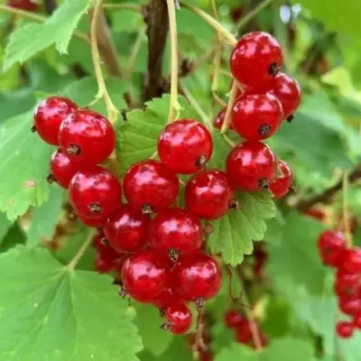 Смородина красная МААРСЕС ПРОМИНЕНТ в Бобруйске