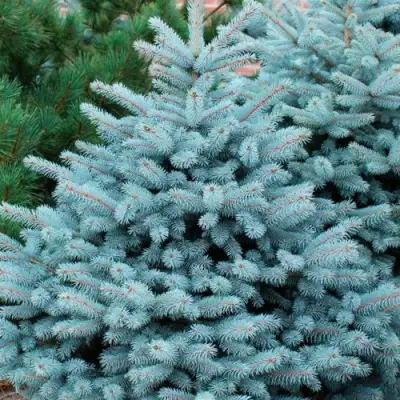 Ель СУПЕР БЛЮ СИДЛИНГ колючая в Бобруйске