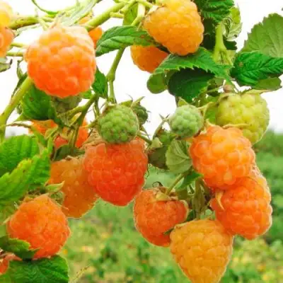 Малина ЗОЛОТЫЕ КУПОЛА в Бобруйске