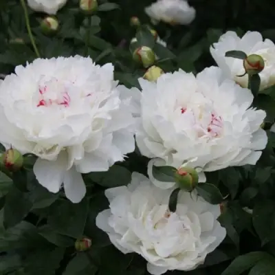 Пион ФЕСТИВА МАКСИМА травянистый в Бобруйске