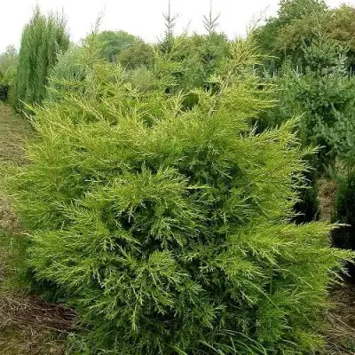 Можжевельник КУРИВАО ГОЛД китайский в Бобруйске