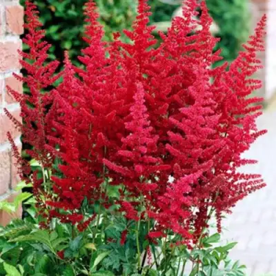 Астильба БУРГУНДИ РЕД Арендса в Бобруйске