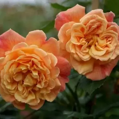 Роза АЛОХА плетистая в Бобруйске