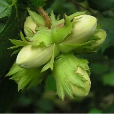 Фундук ТАМБОВСКИЙ ПОЗДНИЙ в Бобруйске