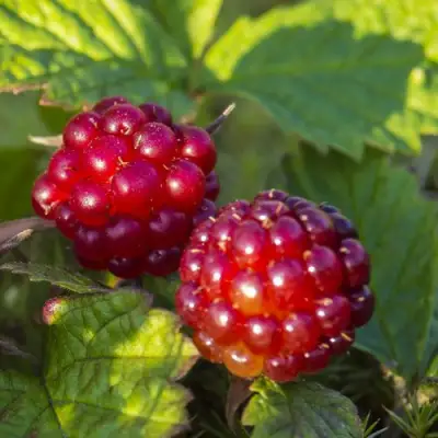 Княженика ЛИНДА в Бобруйске