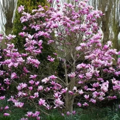Магнолия ГАЛАКСИ в Бобруйске