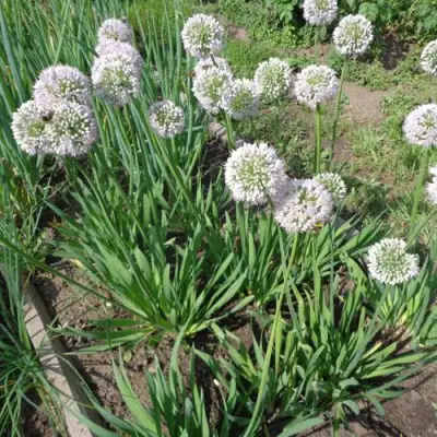 Лук слизун в Бобруйске