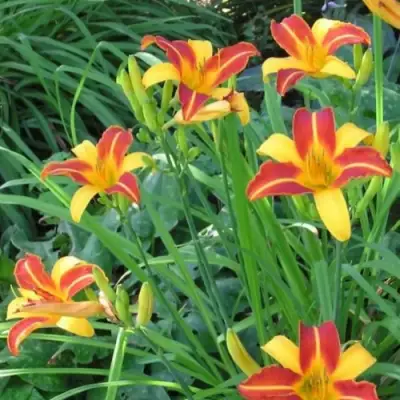 Лилейник ФРАНС ХАЛС в Бобруйске