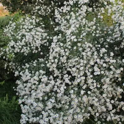 Болтония СНОУБЭНК в Бобруйске