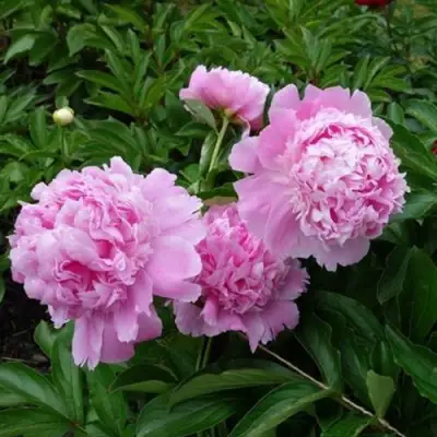 Пион МЕСЬЕ ЖЮЛЬ ЭЛИ травянистый в Бобруйске