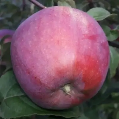 Яблоня ЗОРКА в Бобруйске