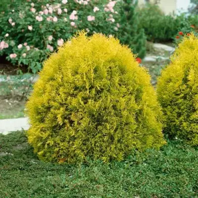 Туя РЕЙНГОЛД западная в Бобруйске