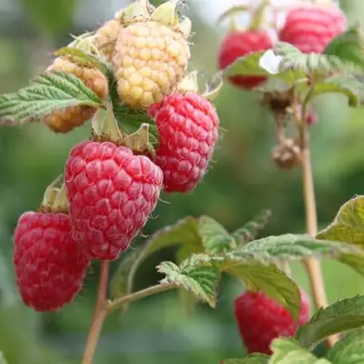 Малина МОЛЛИНГ ДЖУНО в Бобруйске