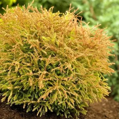 Туя ГОЛДЕН ТАФФЕТ западная в Бобруйске