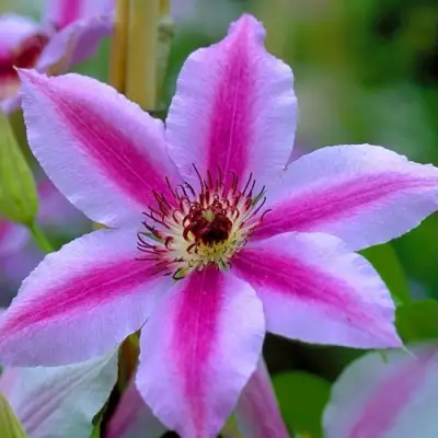 Клематис НЕЛЛИ МОЗЕР в Бобруйске