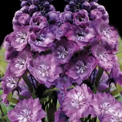 Дельфиниум ДЕЛЬФИС ПИНК ПАУЭ высокий в Бобруйске