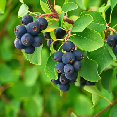 Ирга КОЛОСИСТАЯ в Бобруйске