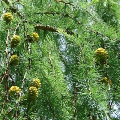 Лиственница КЕМПФЕРА в Бобруйске